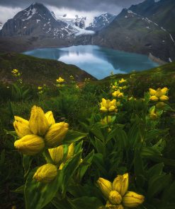 Close to Heaven, Blumen auf einer Wiese in den Alpen