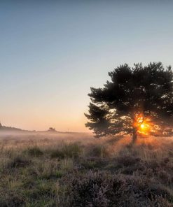 Mehliger Heide zum Sonnenaufgang